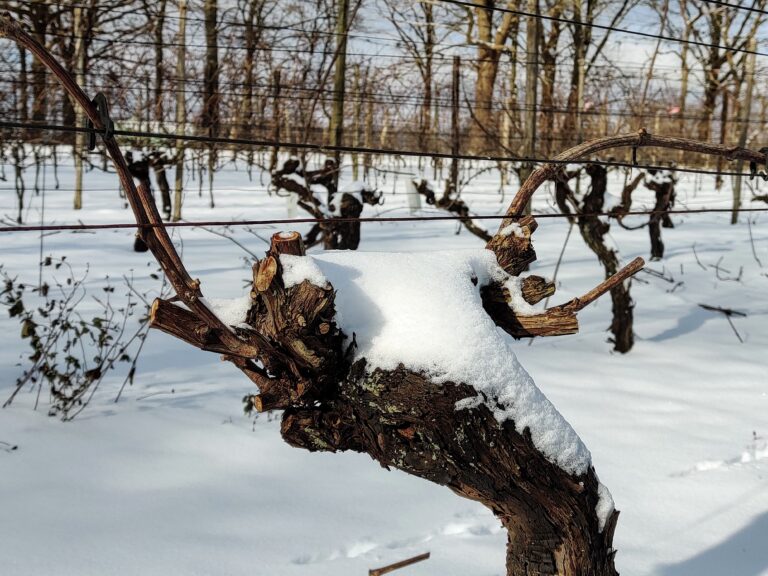 Vier seizoenen in de wijngaard – Winter