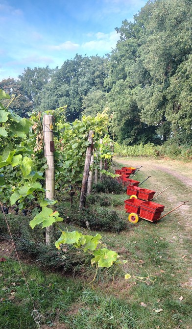Vier seizoenen in de wijngaard – Herfst
