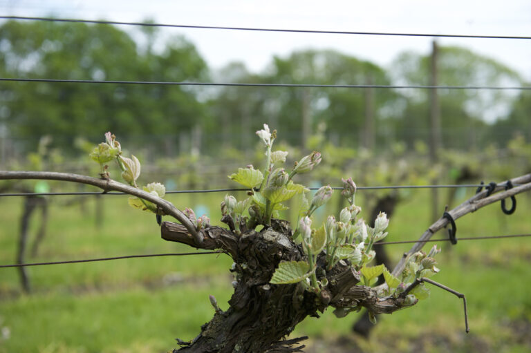 Vier seizoen in de wijngaard – Lente